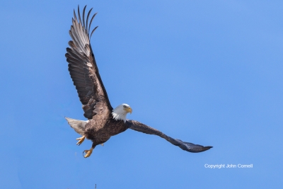 Bald-Eagle;Bird-of-Prey;Eagle;Flying-Bird;Haliaeetus-leucocephalus;Photography;a
